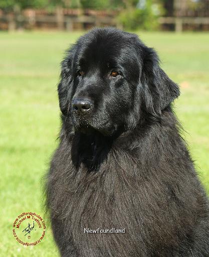 Newfoundland 9M100D-109.JPG